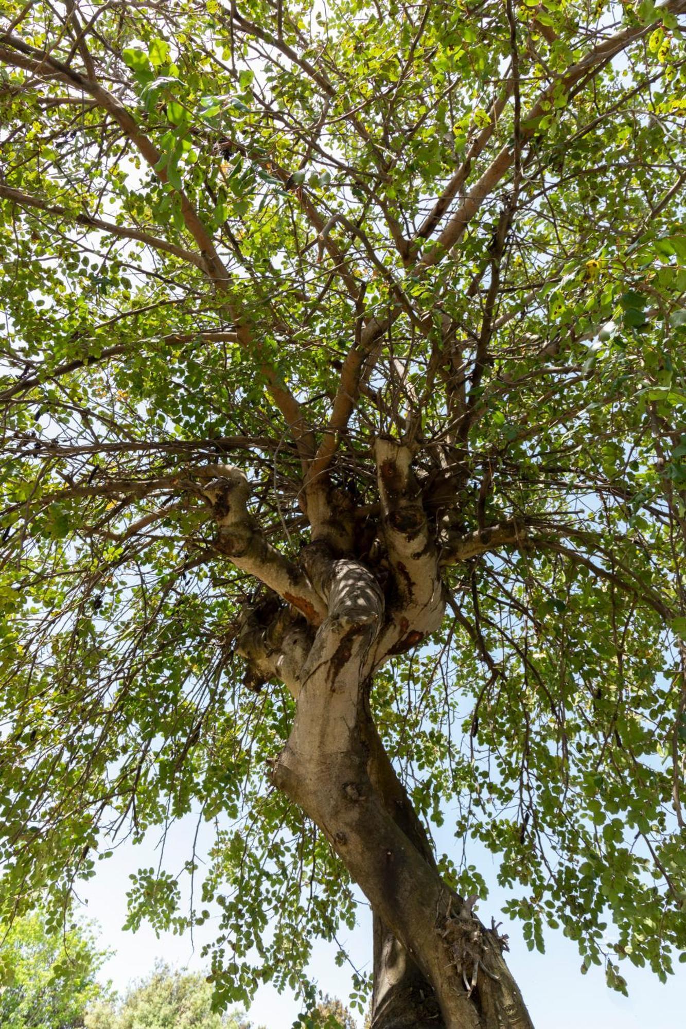 Villa Ninfa Alburnea Anzio Bagian luar foto